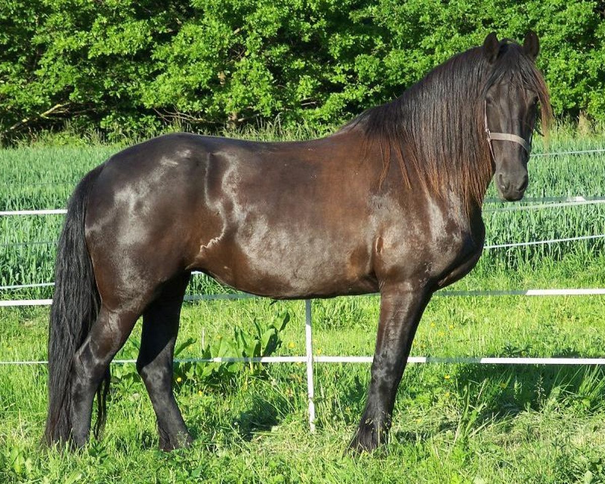 Zuchtstute Iris van't Geerland (Friese, 2002, von Nanno 372)