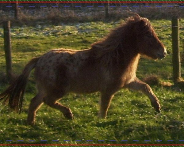 broodmare Tabu (Rhinelander, 2007, from Two Spot v. d. Immetjeshoeve)