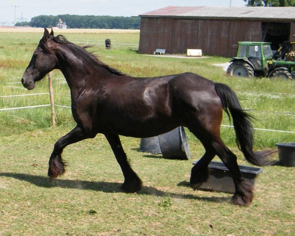 broodmare Gaetske K. (Friese, 1994, from Djurre 284)