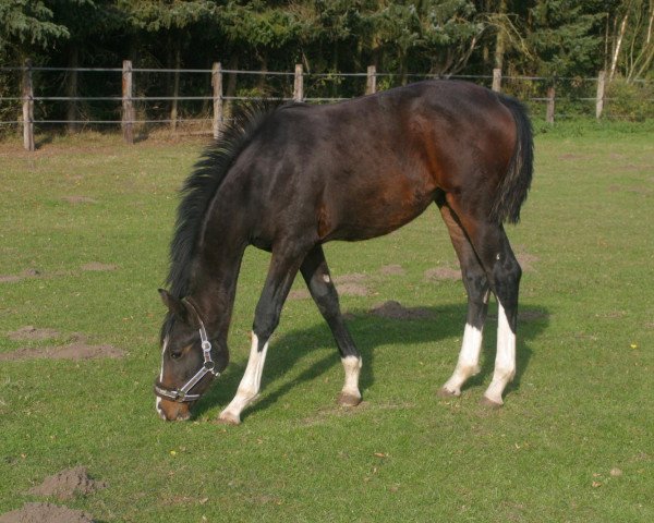 dressage horse Safia (Westphalian, 2009, from Sir Oldenburg)