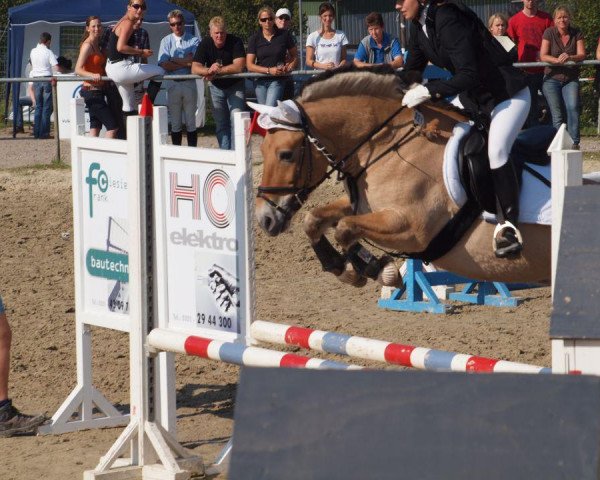 horse Merlin (Fjord Horse,  )