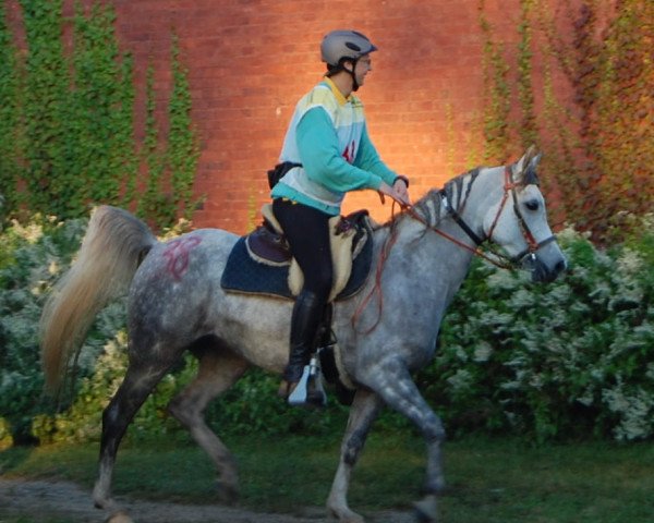 horse Bel Prussanyah ox (Arabian thoroughbred, 2004, from Prussia MG ox)