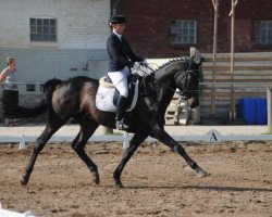 dressage horse Hennessy R (Hanoverian, 2002, from Heraldik xx)