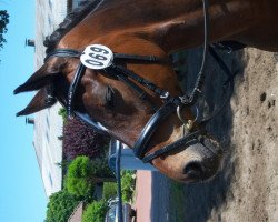 dressage horse Carl Philip (German Riding Pony, 1998, from Chantre B)