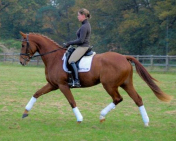 dressage horse Papaya 28 (Oldenburg, 2008, from Swarovski)