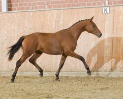 horse Lordoro (Oldenburg, 2010, from Lancado)