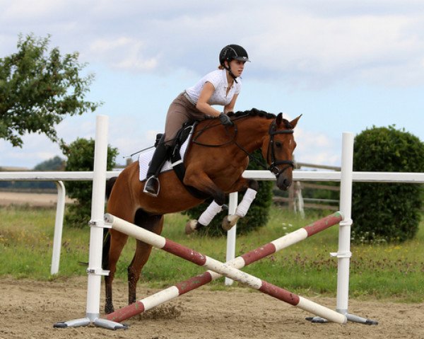 broodmare Butterfly 112 (German Riding Pony, 2008, from Top Balino)