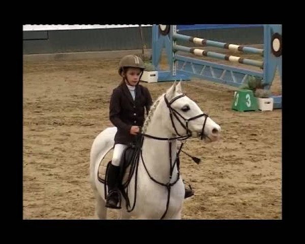 dressage horse Primero 28 (New Forest Pony, 1998, from Amonza ox)