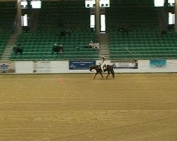 dressage horse Cielo Hot Smokin (Quarter Horse, 2001)