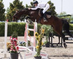 jumper Queensberry 23 (Hanoverian, 2010, from Quintender 2)