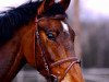 jumper Coriano Dream (German Warmblood, 2002, from Claudio's Son)