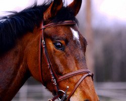 jumper Coriano Dream (Deutsches Reitpferd, 2002, from Claudio's Son)