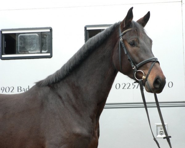 horse Claudius S (Holsteiner, 2003, from Claudio's Son)