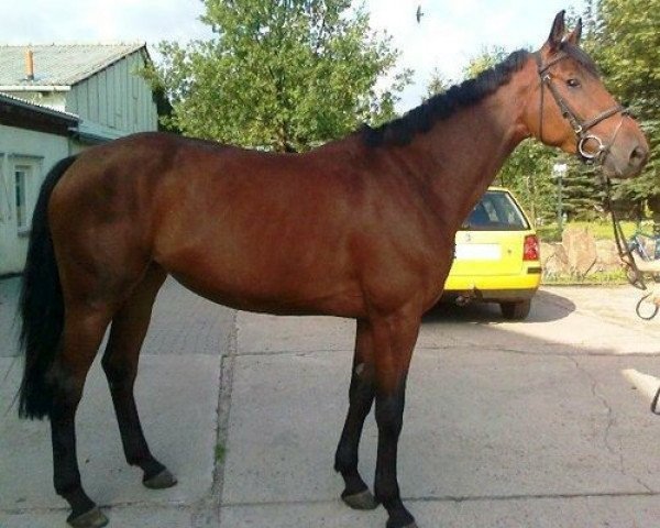 broodmare Zita 93 (Holsteiner, 2007, from Claudio's Son)