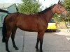 broodmare Zita 93 (Holsteiner, 2007, from Claudio's Son)