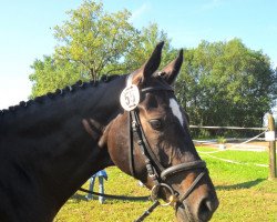 dressage horse Gaja 25 (Oldenburg, 2004, from Bmc Don Cardinale)