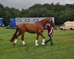 dressage horse Really Joyable DF (Westfale, 2007, from Riccio)