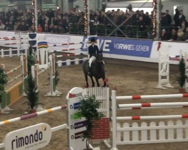 jumper Chandor 10 (Holsteiner, 2002, from Chalan)