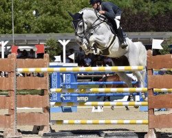 jumper Wotan Gandalf (Hanoverian, 2007, from Cassus 2)