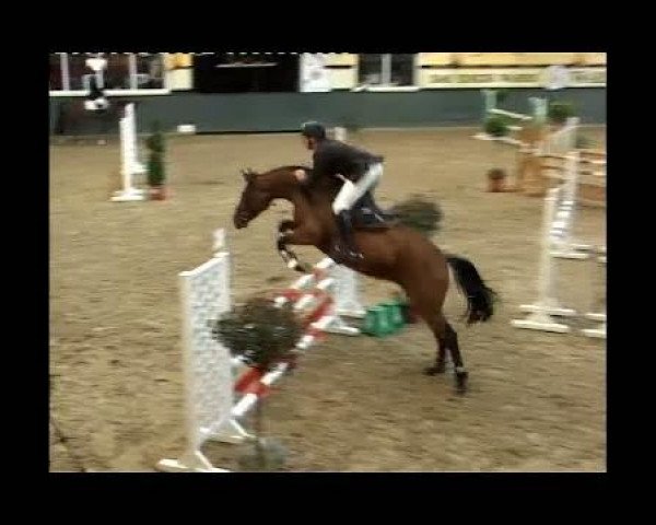 jumper Classique 2 (Westphalian, 2007, from Cayetano L)