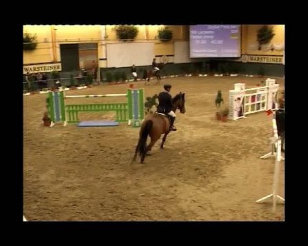 Springpferd Lacaletto (Holsteiner, 1999, von Latus II)