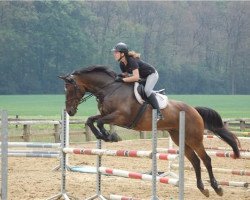 horse Peron de Lingues Loco (Oldenburg, 1998, from Placido)