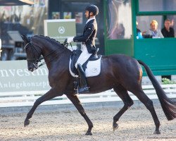 dressage horse Amouretta (Oldenburg, 2015, from All At Once)