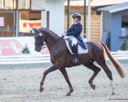 dressage horse Sarotti de Leona (Hanoverian, 2015, from Sarotti Mocca-Sahne)