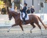 dressage horse Sugar 178 (Rhinelander, 2015, from Stanford 9)