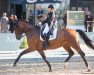 dressage horse ZINQ Escalla OLD FH (Oldenburg, 2015, from Escolar)