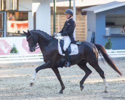 dressage horse Bakarigold OLD (Oldenburg, 2015, from Belissimo NRW)