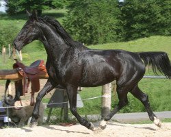 broodmare Royale H (Oldenburg, 1999, from Roy Black)