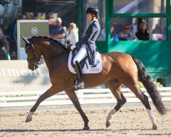 dressage horse Felippa W (Oldenburg, 2015, from Foundation 2)