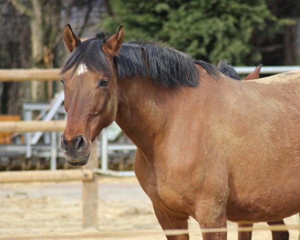 broodmare Dimoura (German Riding Pony, 2009, from FS Don't Worry)
