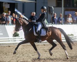 dressage horse Emilia Galotti 10 (Rhinelander, 2015, from Escolar)