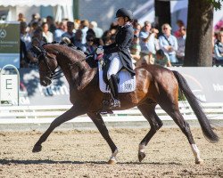 dressage horse Famous K FRH (Hanoverian, 2015, from Finest)