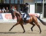 dressage horse Forever Valentine NRW (Westphalian, 2015, from Franziskus FRH)