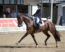 dressage horse Francino (Westphalian, 2015, from Florenciano 6)