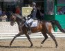 dressage horse FBW Fraser Island (German Sport Horse, 2015, from Finest)