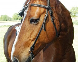 horse Laura (Hanoverian, 1992, from Brentano I)