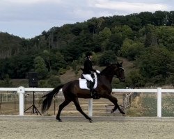 dressage horse Franz Joseph 8 (German Sport Horse, 2015, from Fashion Maker)