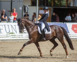 dressage horse Livino (Hanoverian, 2015, from Livaldon)