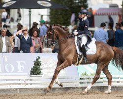 dressage horse Livorno 64 (Hanoverian, 2015, from Livaldon)