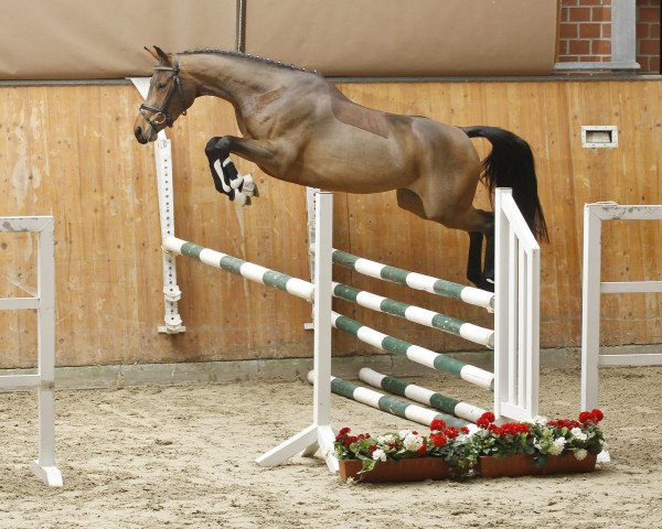 Pferd Larima (Oldenburger Springpferd, 2008, von Lancado)