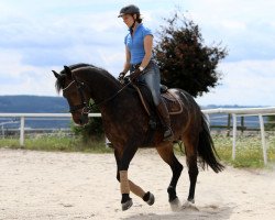 dressage horse Salino 64 (German Warmblood, 2003, from Niko II)