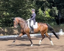 dressage horse Fernando 737 (Oldenburg, 2014, from Fidertanz)