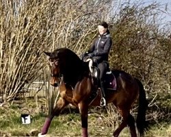 dressage horse Glen Carlou Ts (Rhinelander, 2014, from Ganymedes M)