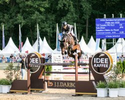 stallion Casalou PS OLD (Oldenburg show jumper, 2016, from Casallco)