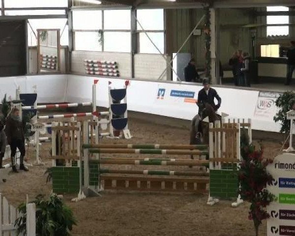 jumper Quintus 79 (Zangersheide riding horse, 2003, from Quinar)