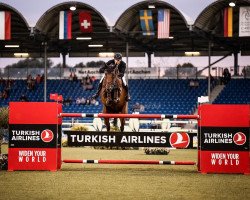 jumper DSP Chicitito (German Sport Horse, 2010, from Pikeur Crossfire)